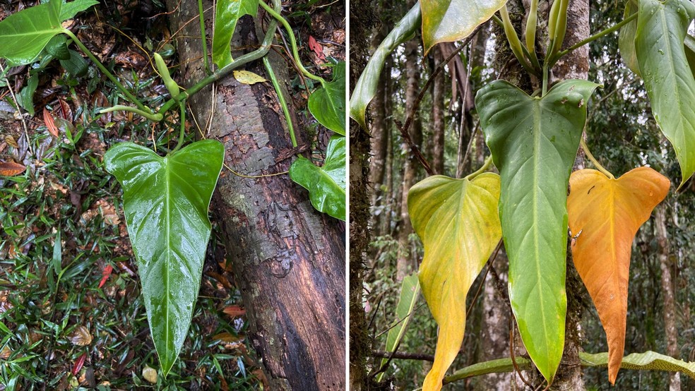 Esp&eacute;cie nova de planta da Mata Atl&acirc;ntica foi descoberta no Esp&iacute;rito Santo &mdash; Foto: Redes sociais / @araceologo
