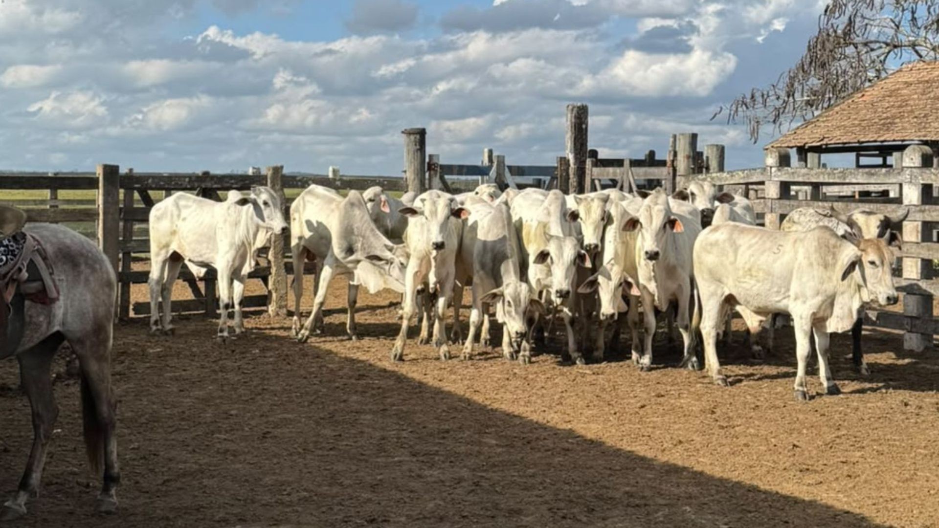 Homem é preso por furtar 216 cabeças de gado avaliadas em R$ 1 milhão em fazenda no ES