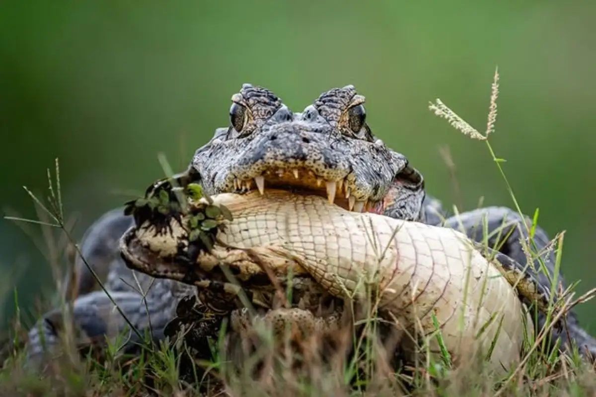 Cena rara: jacaré é flagrado praticando canibalismo no Pantanal; entenda o comportamento