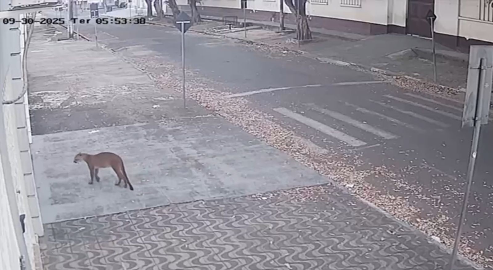 Onça-parda é flagrada rondando escola no Centro de Boa Vista; veja vídeo 