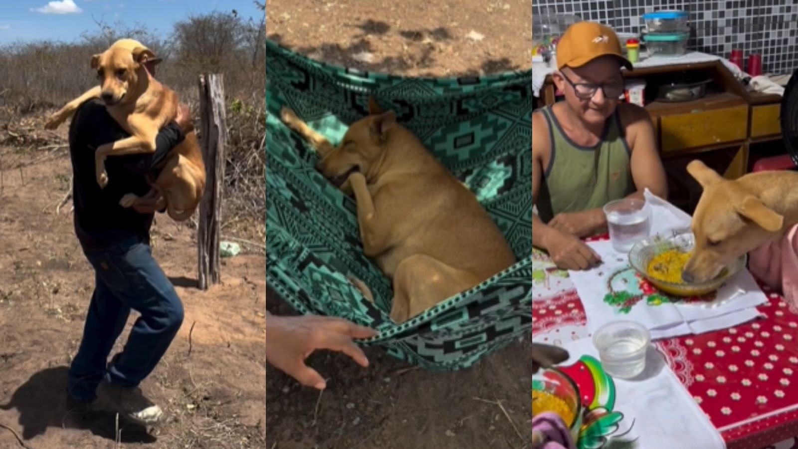 Metalúrgico viraliza ao levar cão nos braços para sombra em dia que temperatura chegou a 40°C no PI 