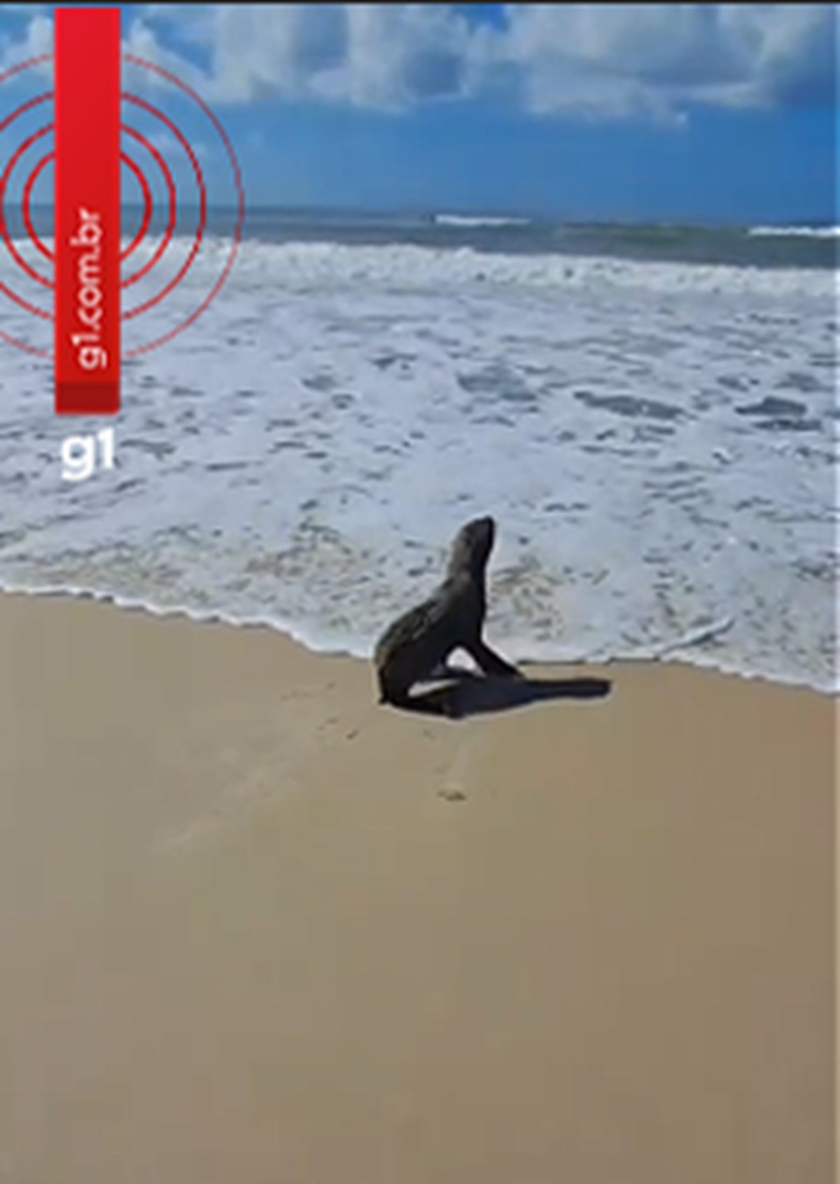 VÍDEO: lobo-marinho é flagrado por banhistas em praia do Litoral Sul de AL; aparição é considera rara
