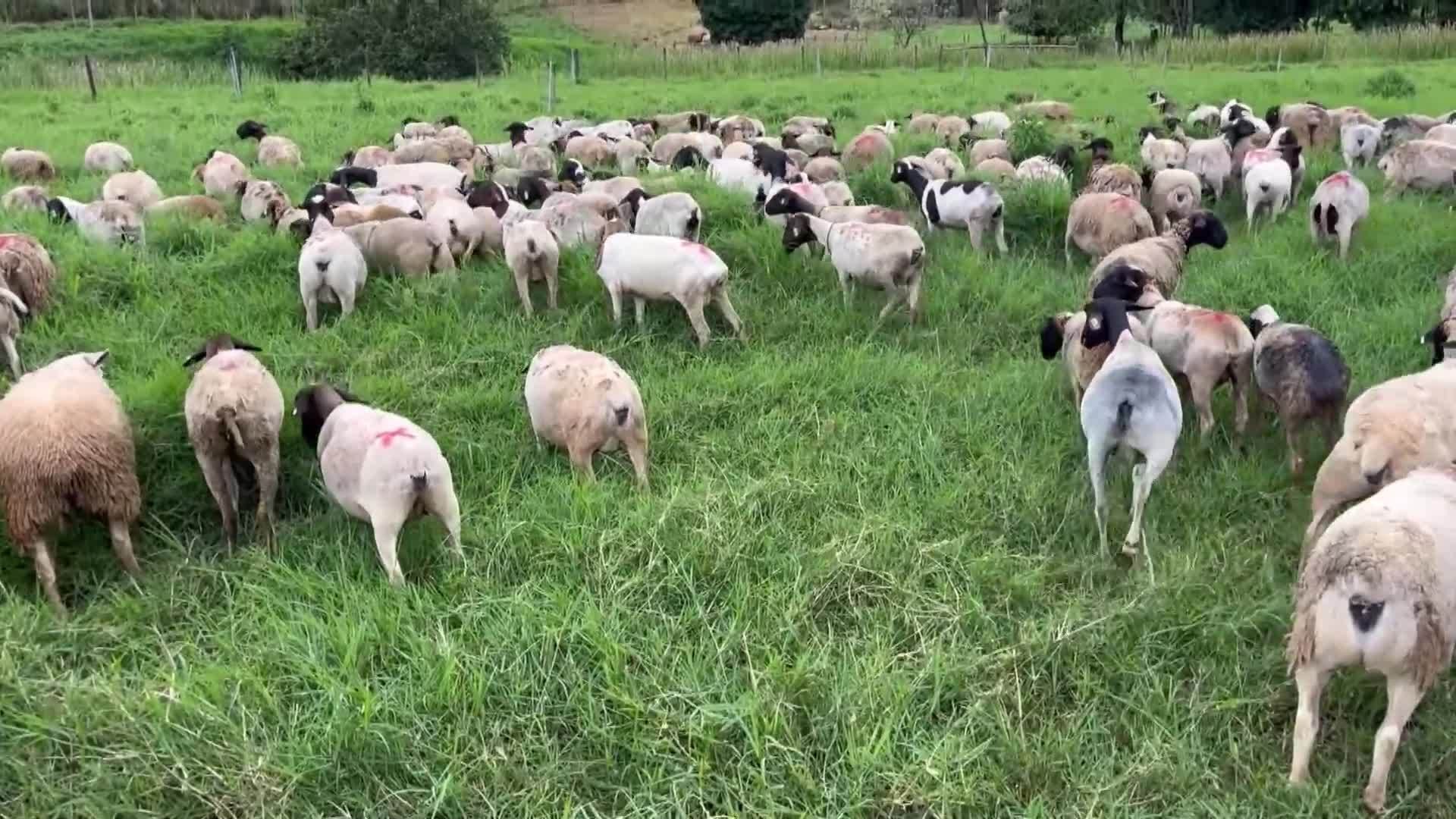 VÍDEOS: Inter TV Rural deste domingo, 14 de junho