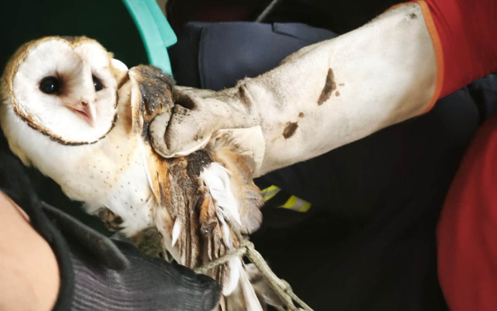 Coruja é resgatada e devolvida à natureza em Nossa Senhora da Glória