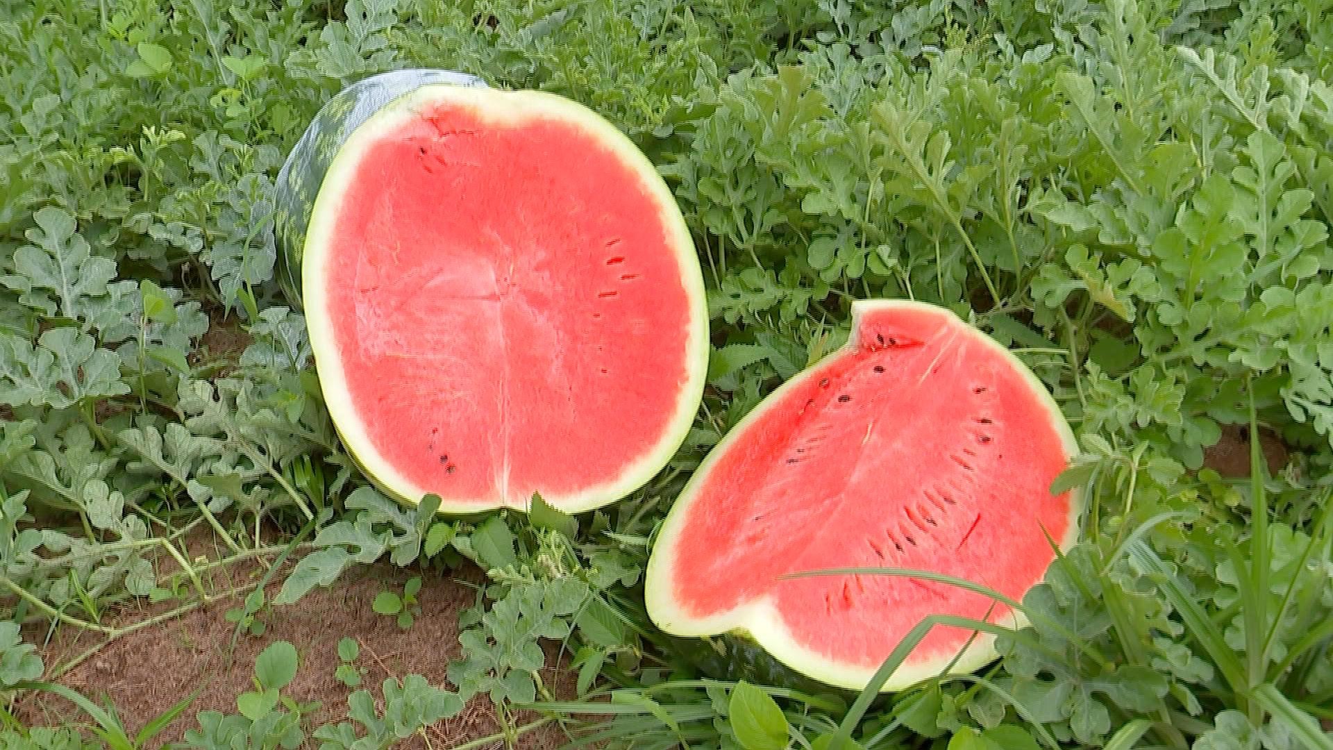Produtores colhem safra de melancia no Centro-Oeste de SP