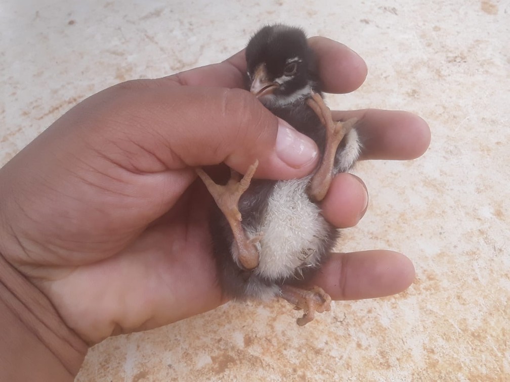 Pintinho nasce com três patas na zona rural de Lagoa Grande, Pernambuco — Foto: Arquivo da família