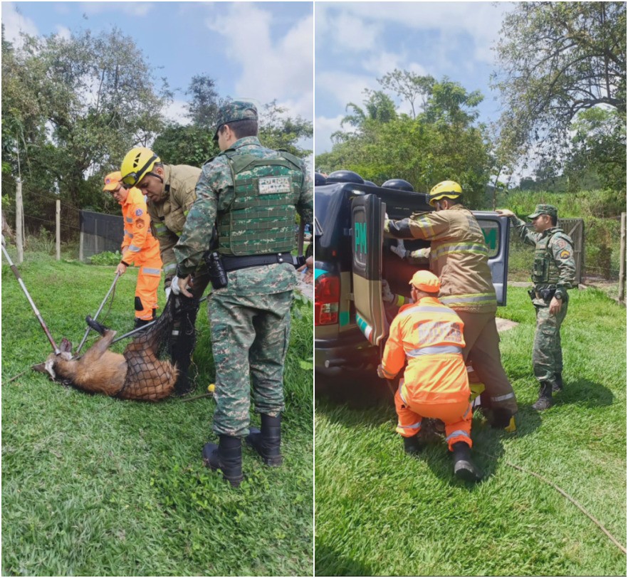 Lobo fica preso ao tentar entrar em galinheiro em zona rural de MG; VÍDEO