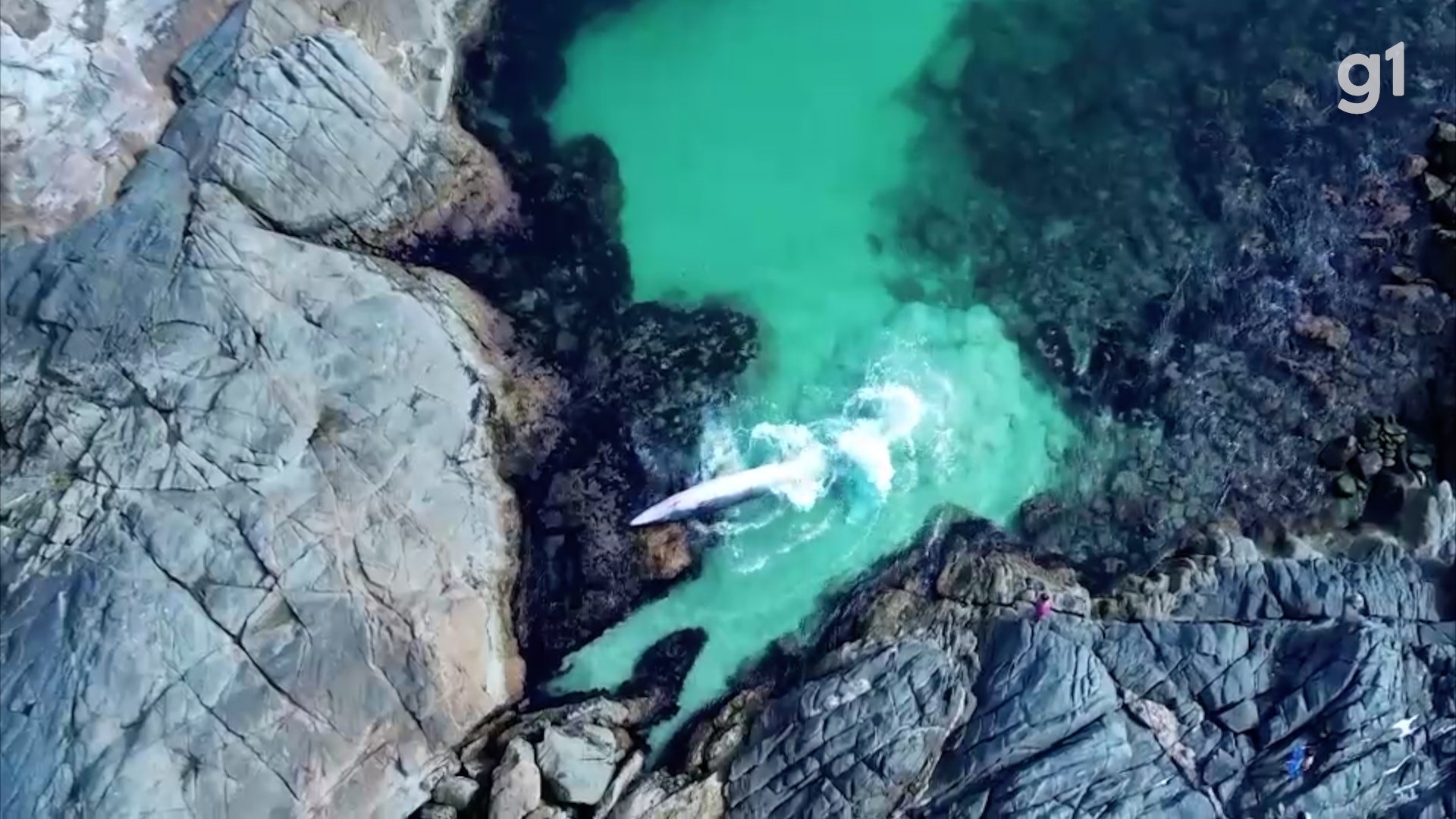 Vídeo Mostra Mobilização Para Salvar Baleia Presa Entre Rochas No Mar De Arraial Do Cabo No Rj