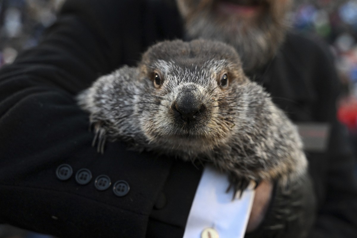 O dia da marmota hot sale