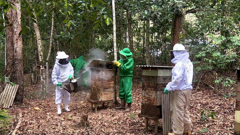 Área de preservação é utilizada para produção de mel em Aracruz, Espírito Santo — Foto: Douglas Abreu / TV Gazeta