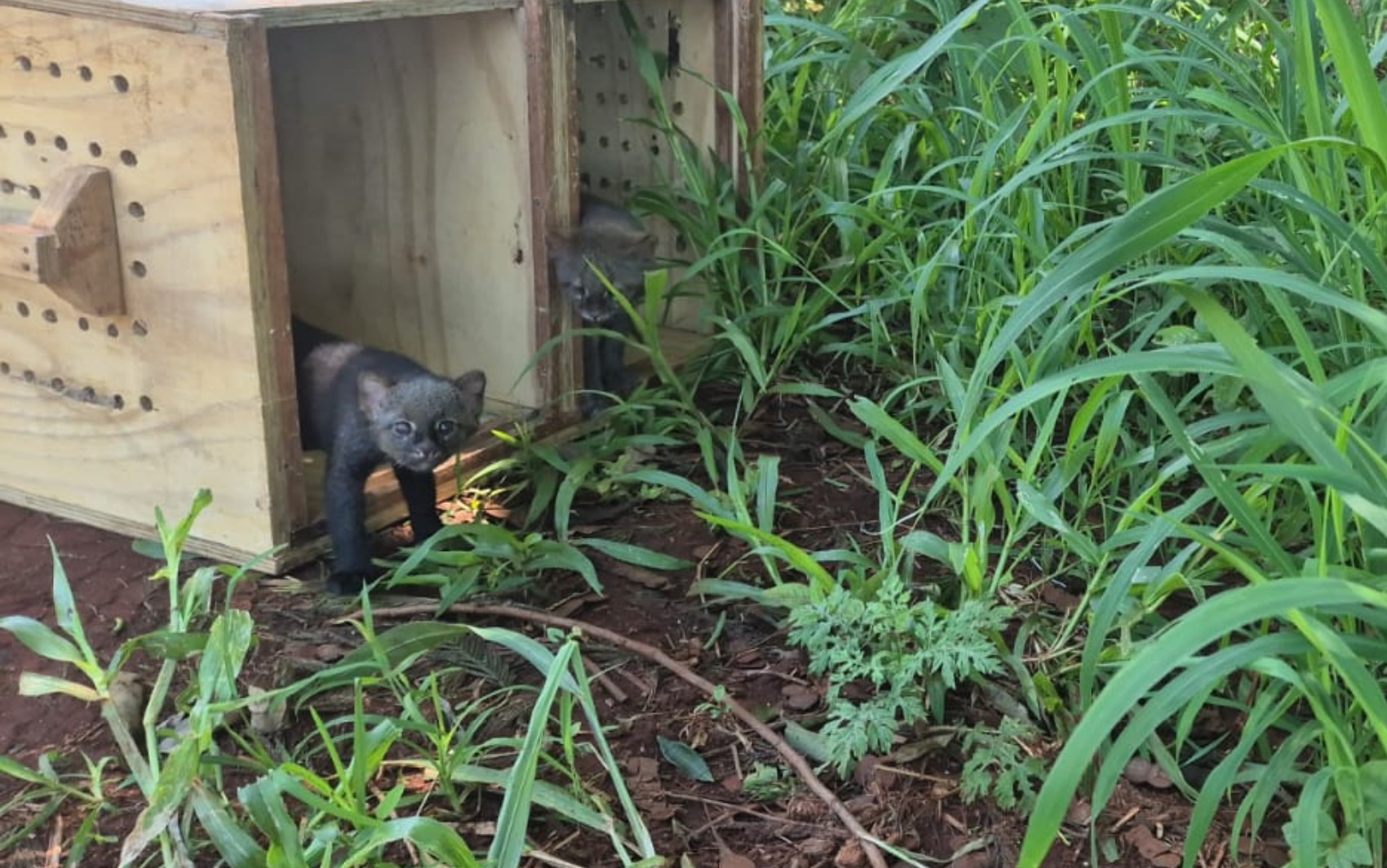 Veja como foi a volta de 66 animais silvestres tratados no Cetras de Ribeirão Preto, SP, à natureza