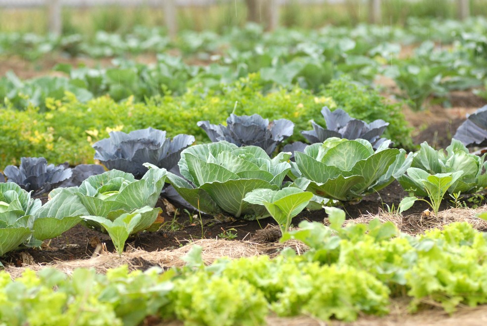Controle biológico desenvolvido pela USP pode ser usado em vegetais verdes — Foto: Julio Covello/Divulgação/ ArquivoSECS
