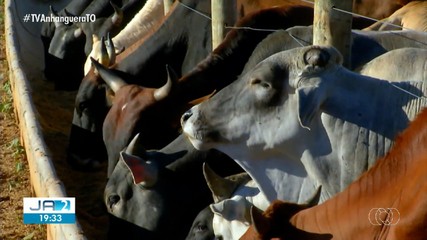 Veja os destaques do Globo Rural deste domingo (13)