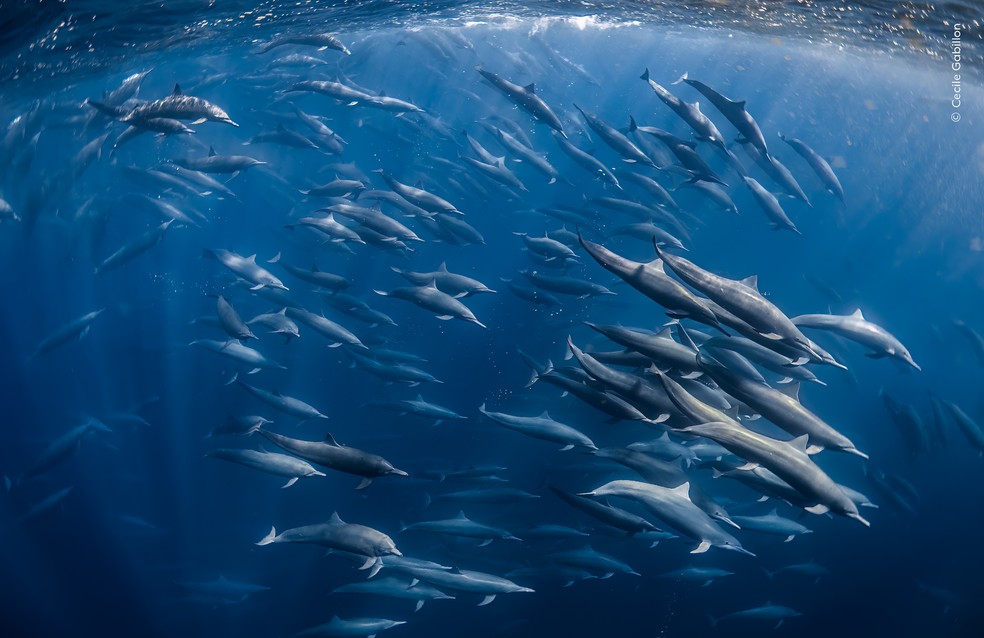 Um grande grupo de golfinhos se movimenta de forma coordenada no oceano durante uma caça, em uma cena registrada perto da Costa Rica. — Foto: Cécile Gabillon – Wildlife Photographer of the Year – People’s Choice Award 2026