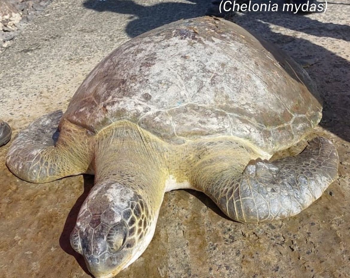 Tartaruga de 24 anos com cicatriz de 1,5 metro causada por anzol passa por eutanásia em SC 