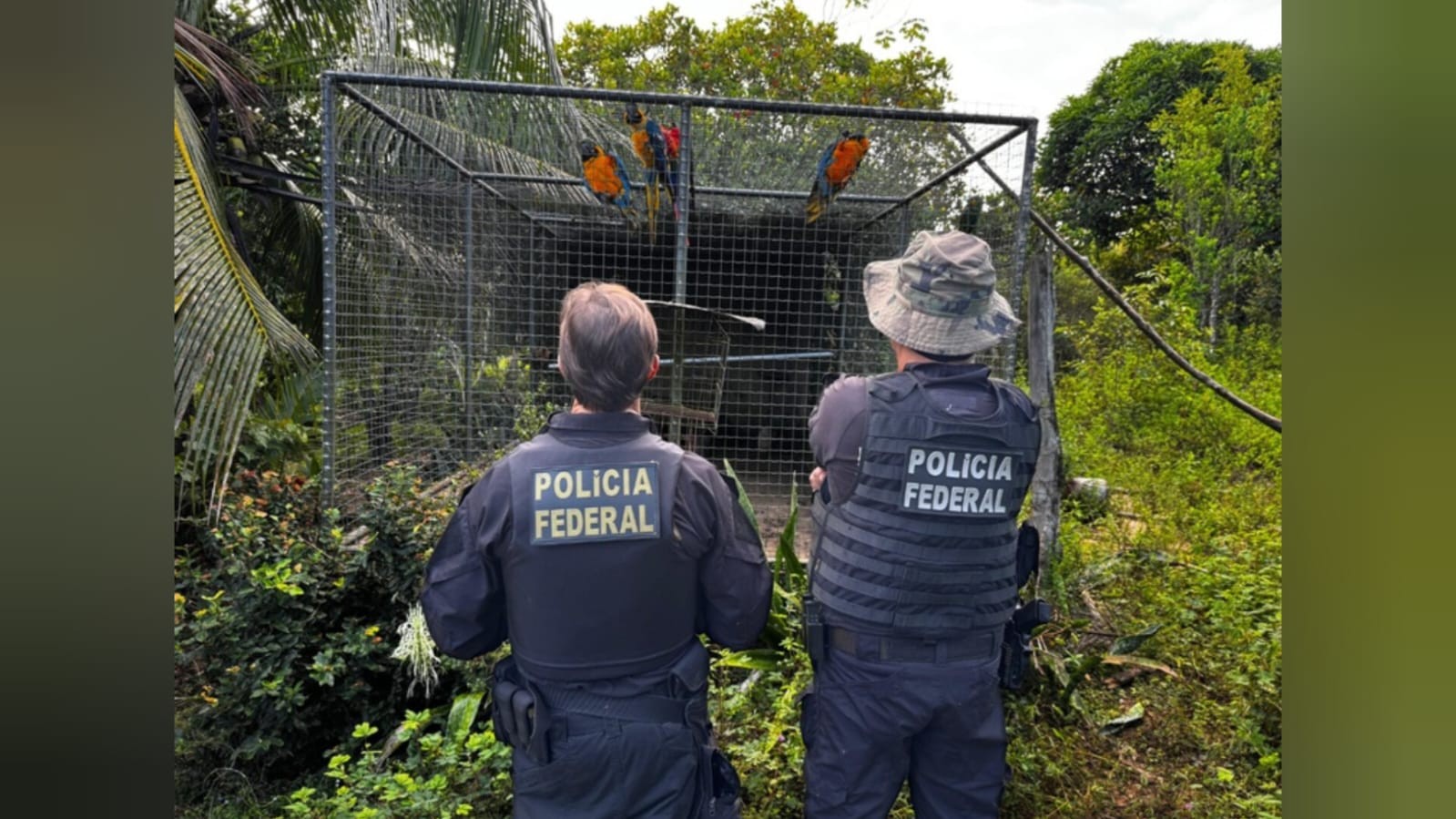 Suspeito de atuar em rede criminosa de tráfico de animais silvestres é preso em Santarém