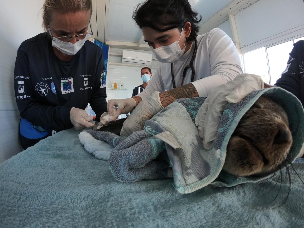 Filhote de lobo-marinho recebe tratamento após ser resgatado debilitado em Arraial do Cabo 