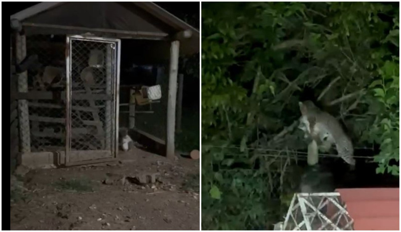 VÍDEO: Jaguatirica é flagrada atacando galinheiro no interior de SP; animal já levou 7 galinhas