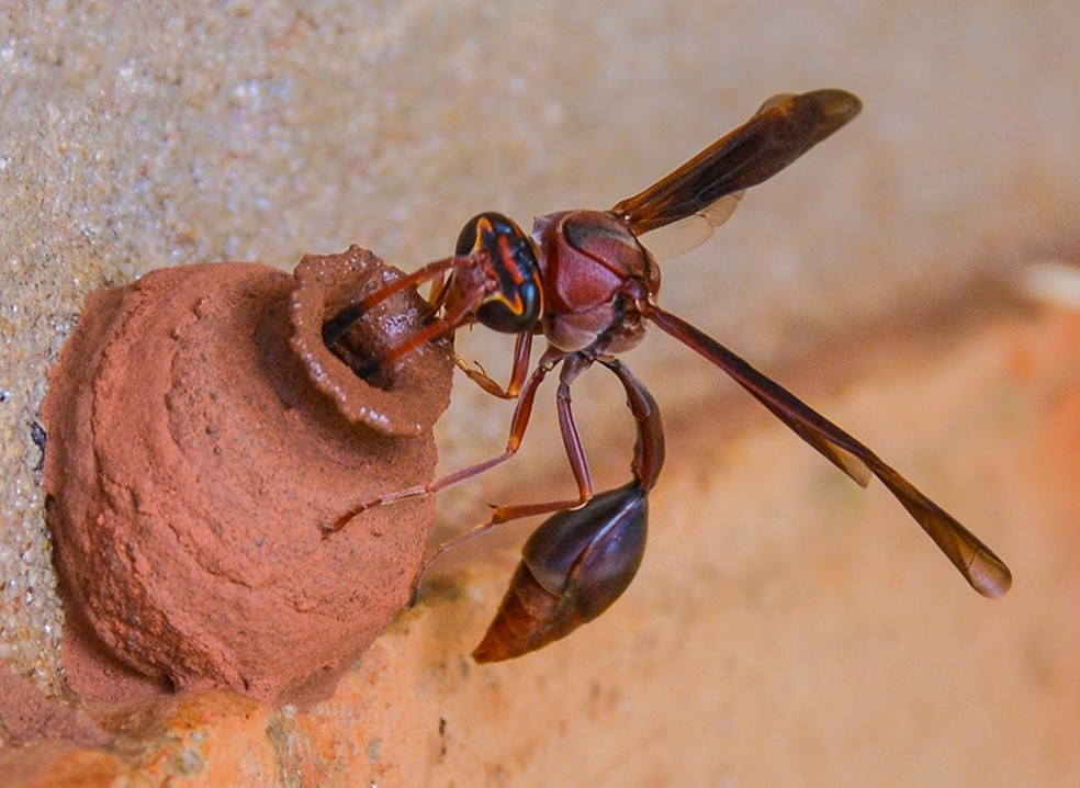 Veja vídeo de vespa que constrói ninho de barro para proteger e alimentar o  filhote, Terra da Gente