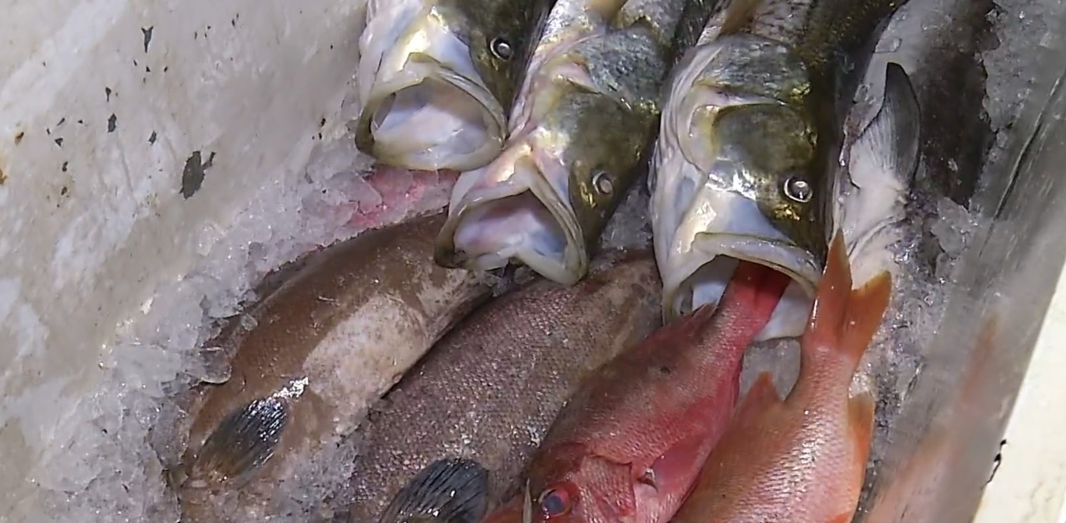 Suspeita de ciguatera é investigada após cerca de 30 casos de intoxicação alimentar em Touros