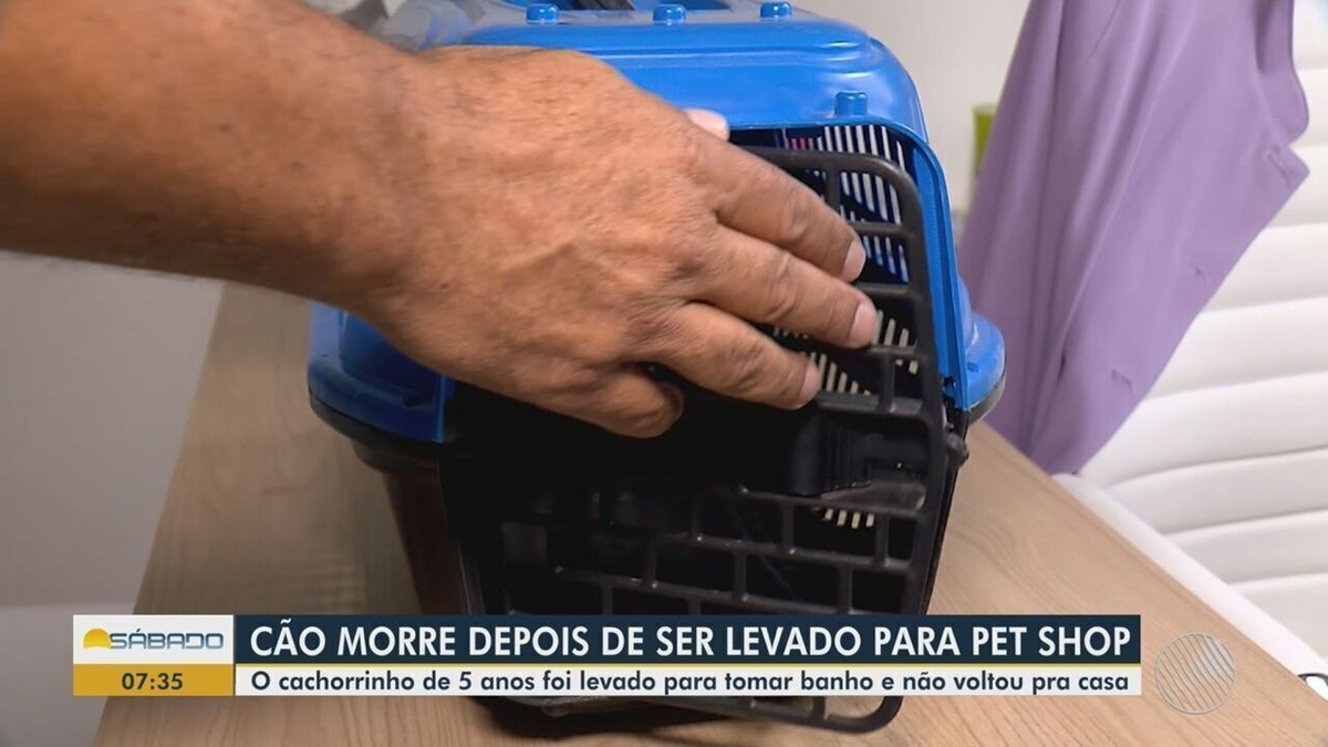 Cão da raça shih-tzu morre após ir para petshop na Bahia e dona diz que animal foi esquecido em carro do estabelecimento
