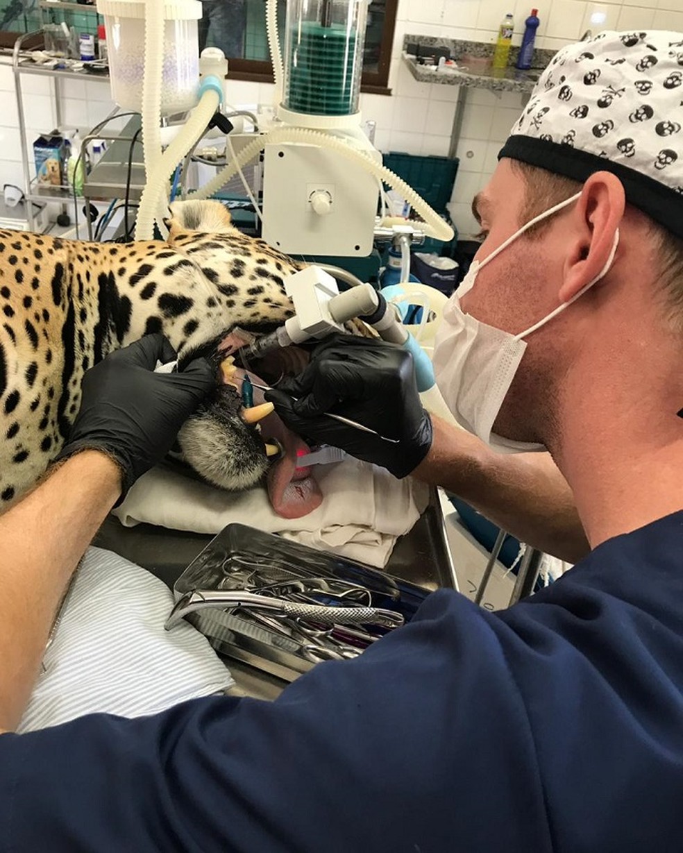 Taigra passou por exames odontológicos durante o procedimento — Foto: Prefeitura de Piracicaba