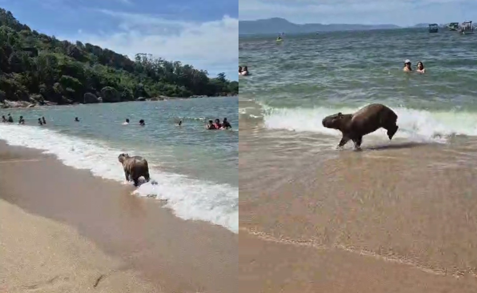 Capivara é flagrada tomando banho de mar em praia paradisíaca em SC; VÍDEO