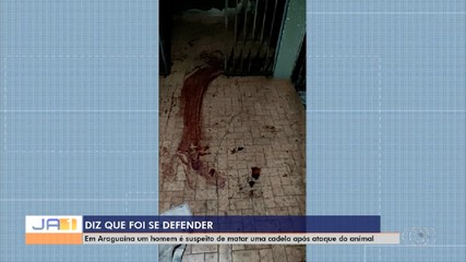 Homem é suspeito de matar cadela após ataque em Araguaína