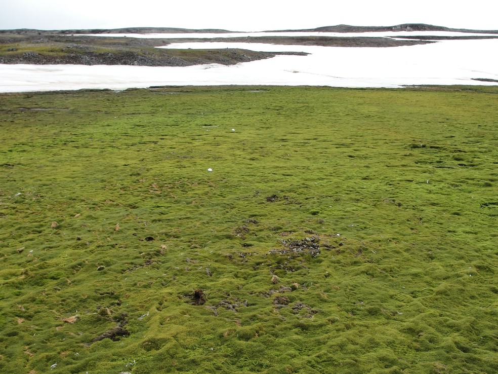 Presença de vegetação no continente antártico tem avançado e preocupa especialistas — Foto: MapBioma-Antártica