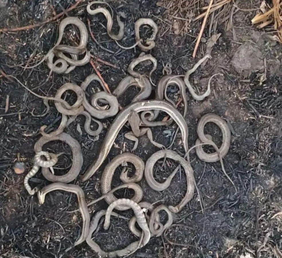 Cobras morrem queimadas em incêndio na Ilha do Bananal — Foto: Reprodução