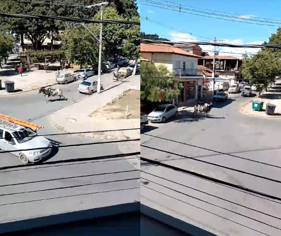 Boi solto pelas ruas de Jaboticatubas, na Grande BH. — Foto: Reprodução/Redes Sociais