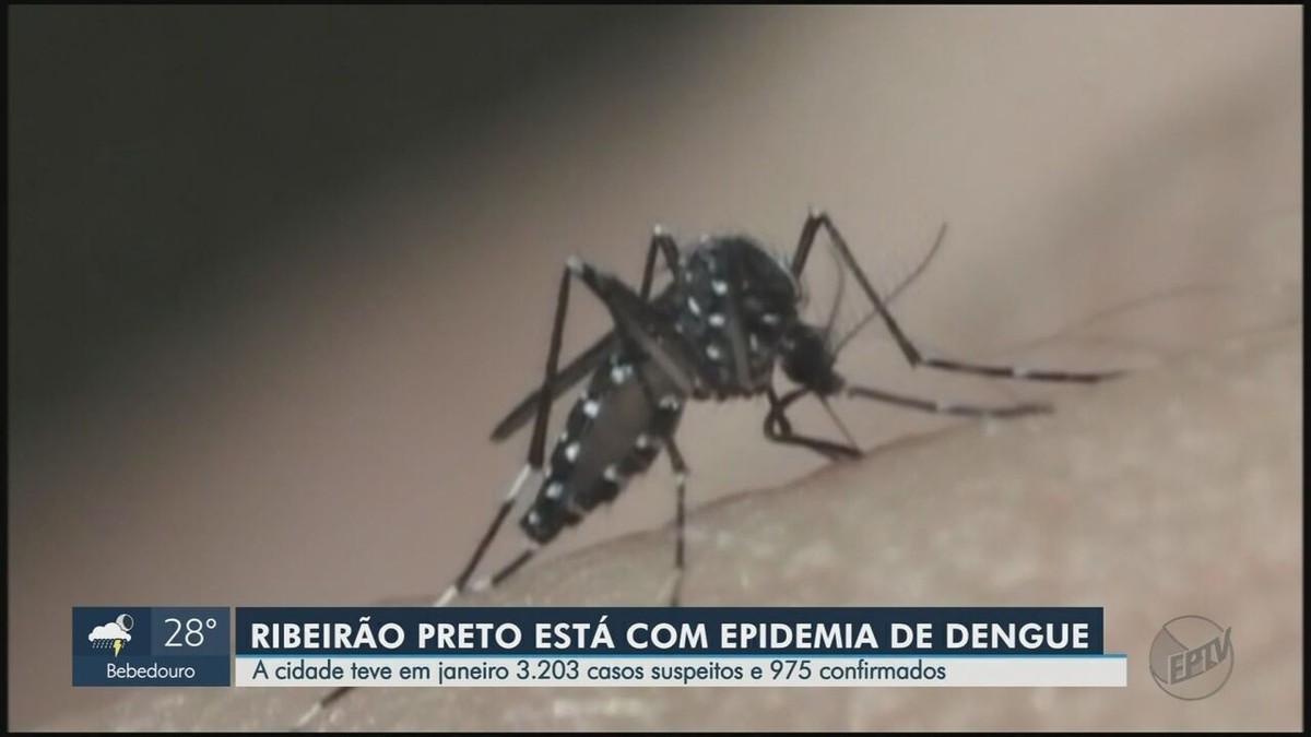Santé confirme l’épidémie de dengue à Ribeirão Preto, SP |  Ribeirão Preto et Franca