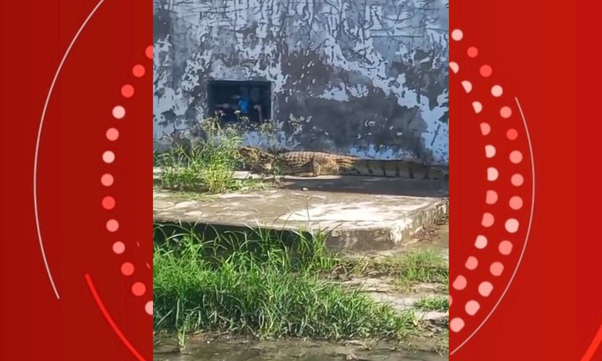 VÍDEO: jacaré é visto em rua de Feira de Santana; caso é terceiro em uma semana