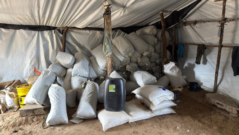 Parte da maconha estava ensacada — Foto: Polícia Civil