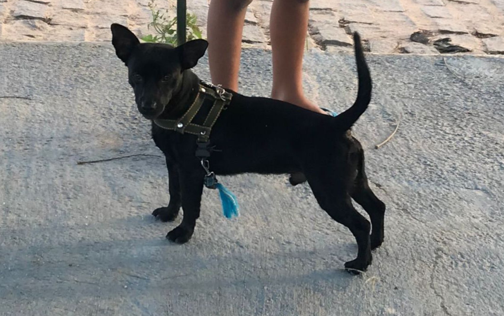 Polícia investiga furto de cachorro no interior da Bahia; vídeo mostra momento do crime