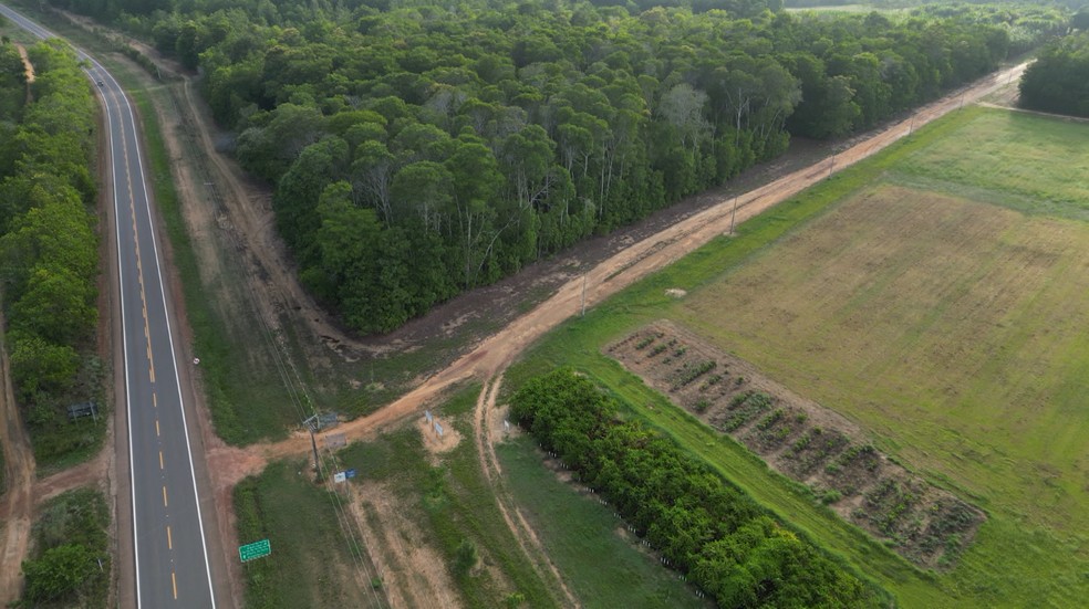 Campo da Embrapa usado para a pesquisa do café robusta amazônico — Foto: Embrapa/Divulgação