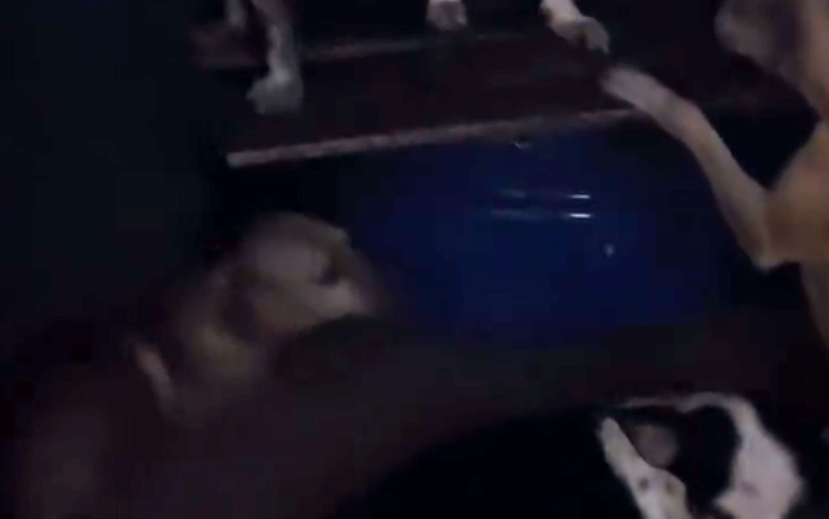 Chuvas fortes atingem abrigo de cães e alagam ruas de Poço Verde