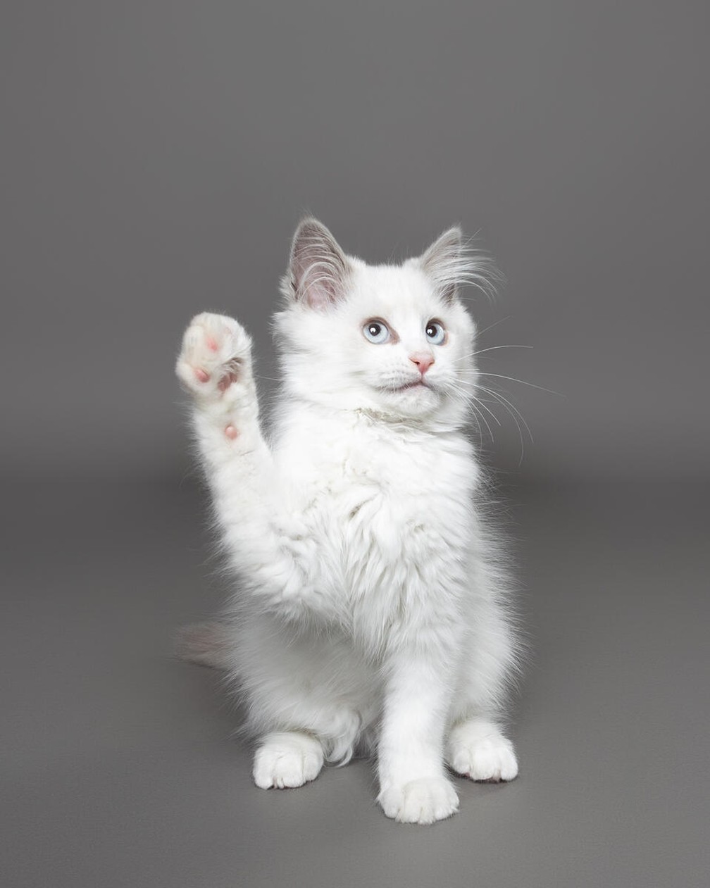 "Com licença", finalista do Comedy Pet Photo Awards — Foto: Chantal Sammons/Comedy Pets
