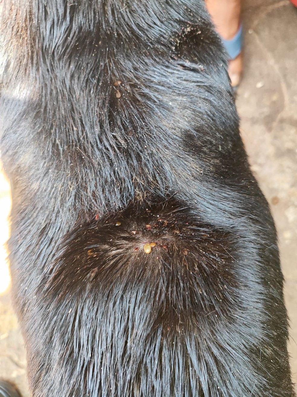 Na residência, os agentes encontraram três cães presos a correntes muito curtas — Foto: Polícia Ambiental