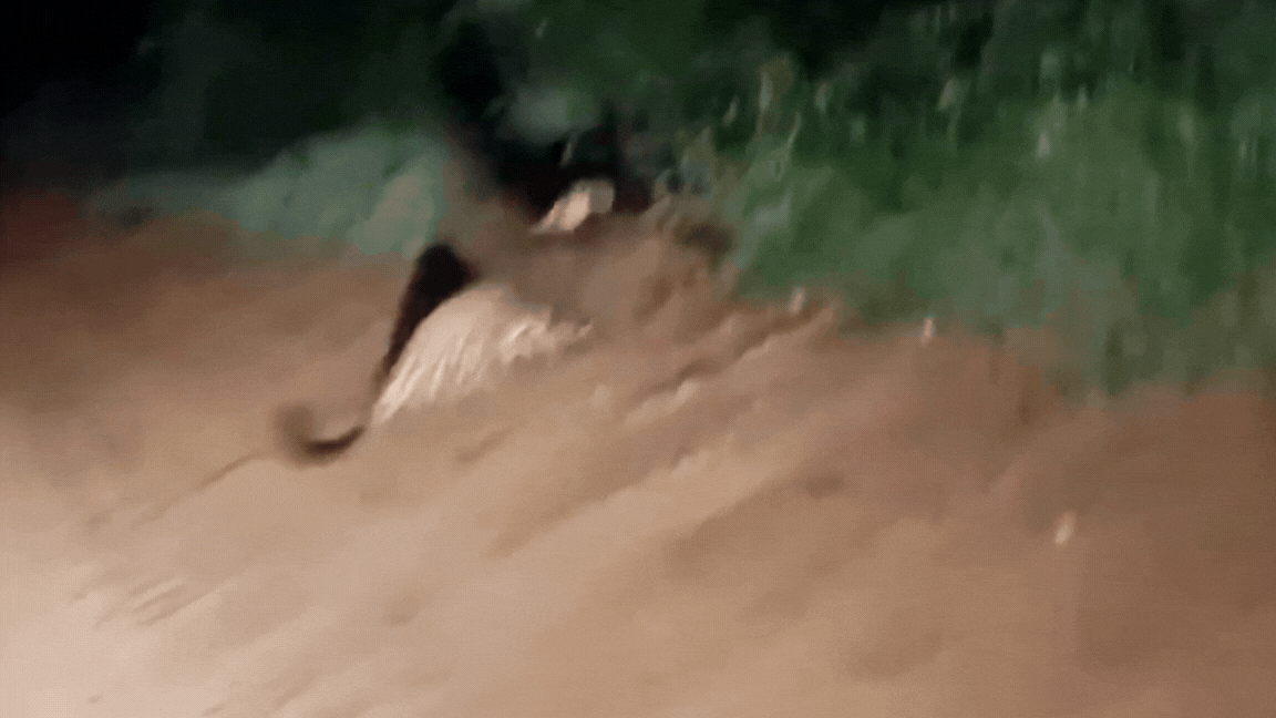 ‘Encontro raríssimo’: vídeo mostra confronto entre tamanduá-bandeira e onça-pintada no Pantanal de MT