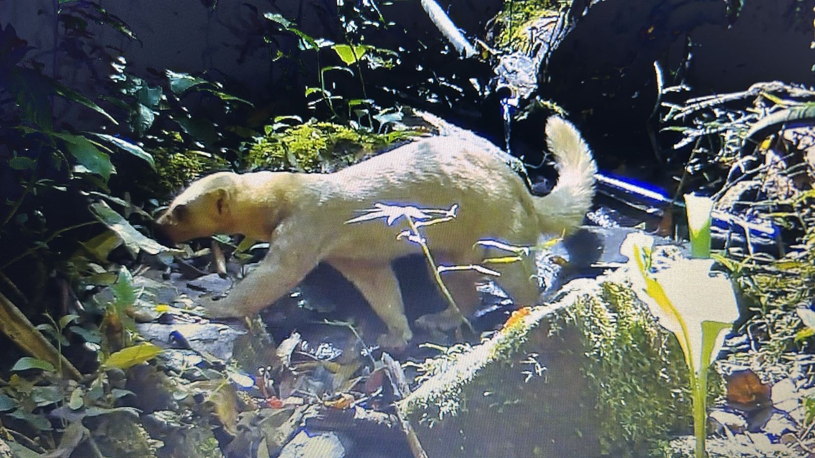 Irara com mutação rara é registrada durante monitoramento de fauna no RJ