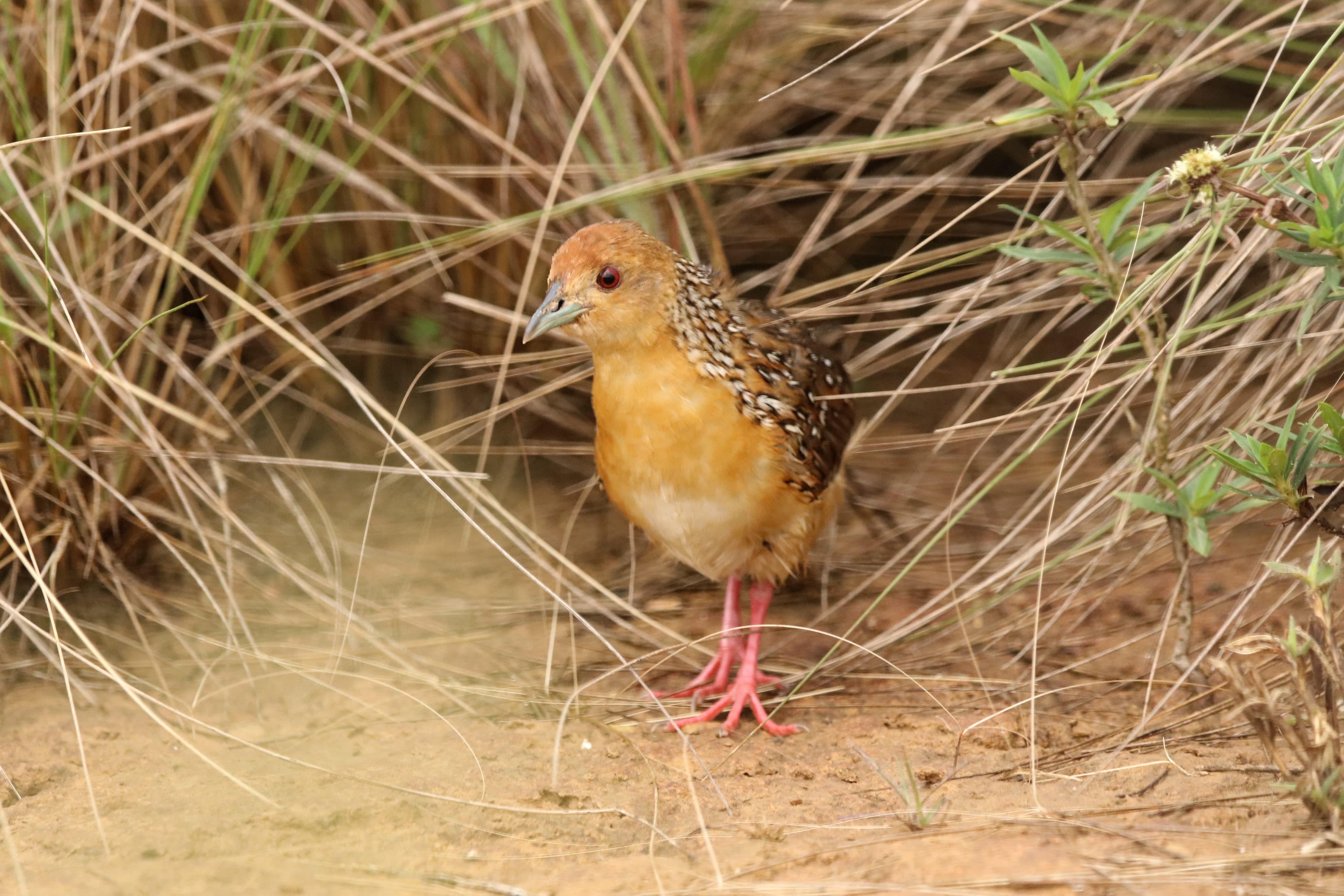 A importância do Cerrado para aves como a maxalalagá; ornitólogo explica
