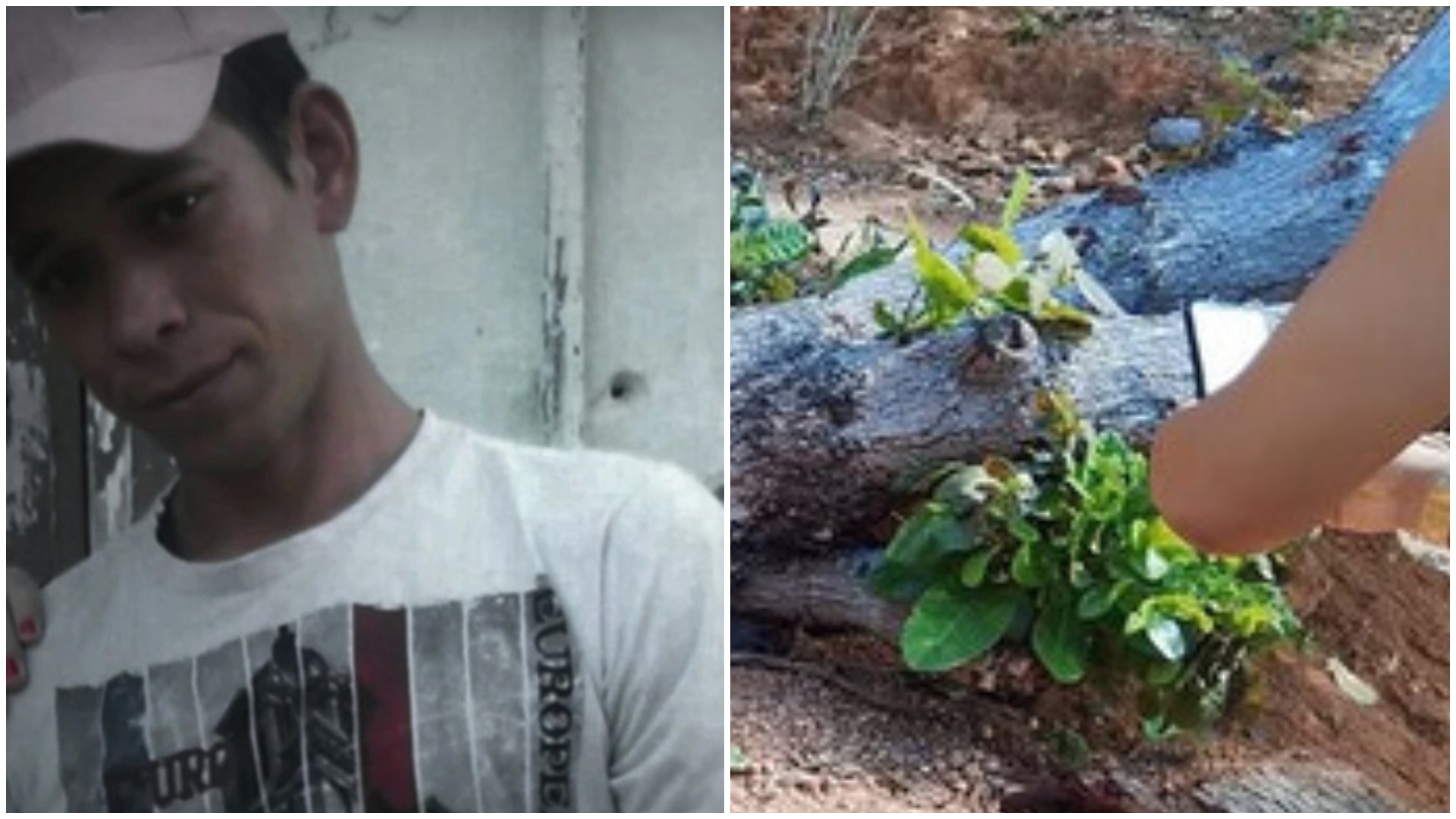 Homem morre após ser atingido por árvore no interior do Ceará