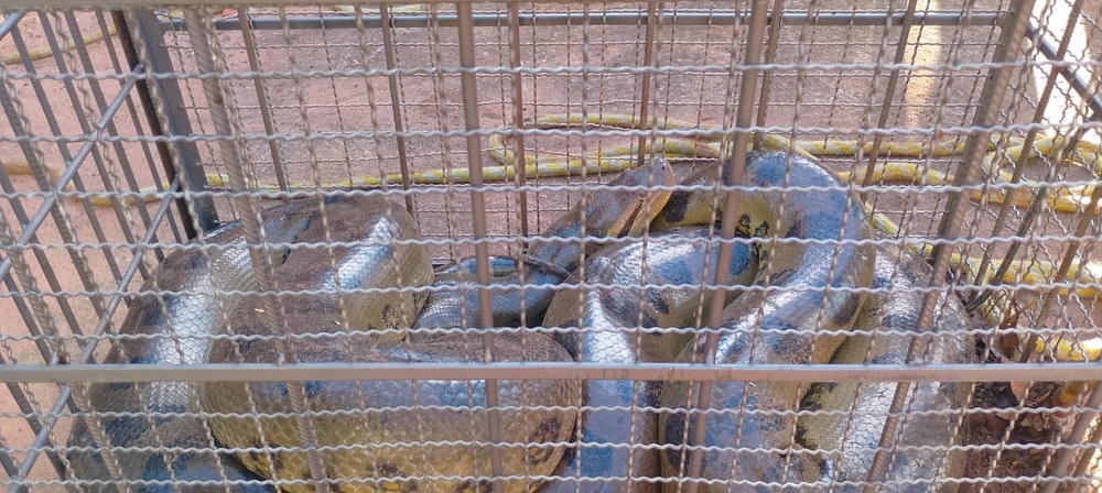 Sucuri de seis metros é capturada após atacar cachorra em Urânia-SP