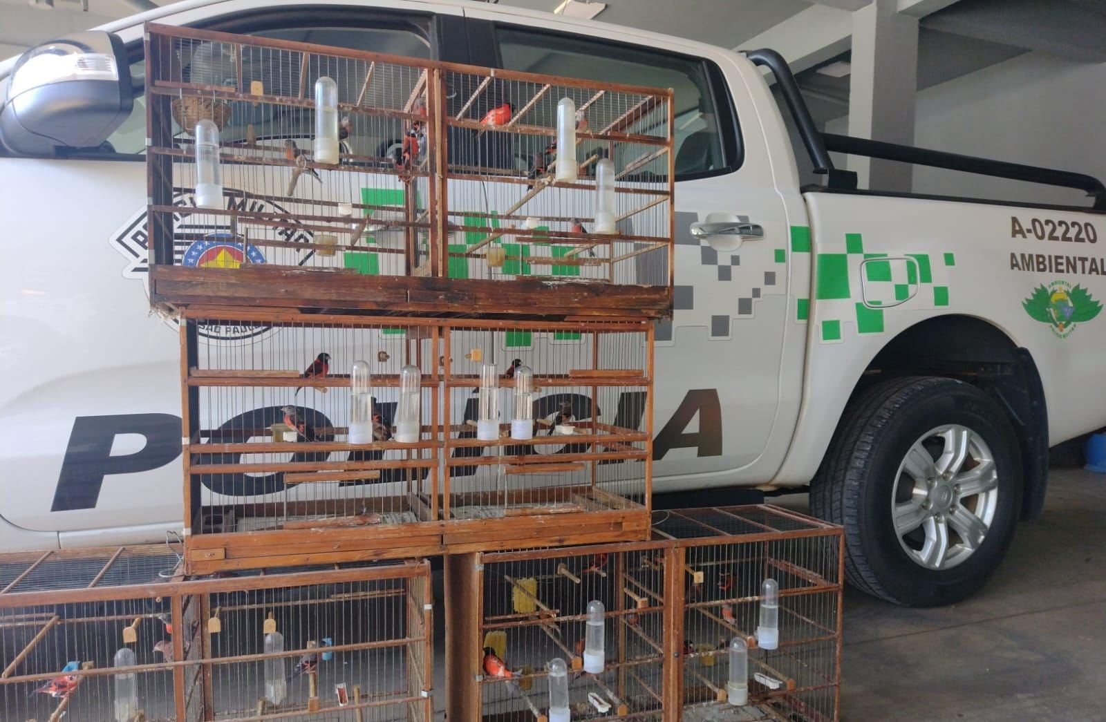 Criador irregular de aves exóticas é multado em R$ 187 mil pela Polícia Ambiental em Bauru