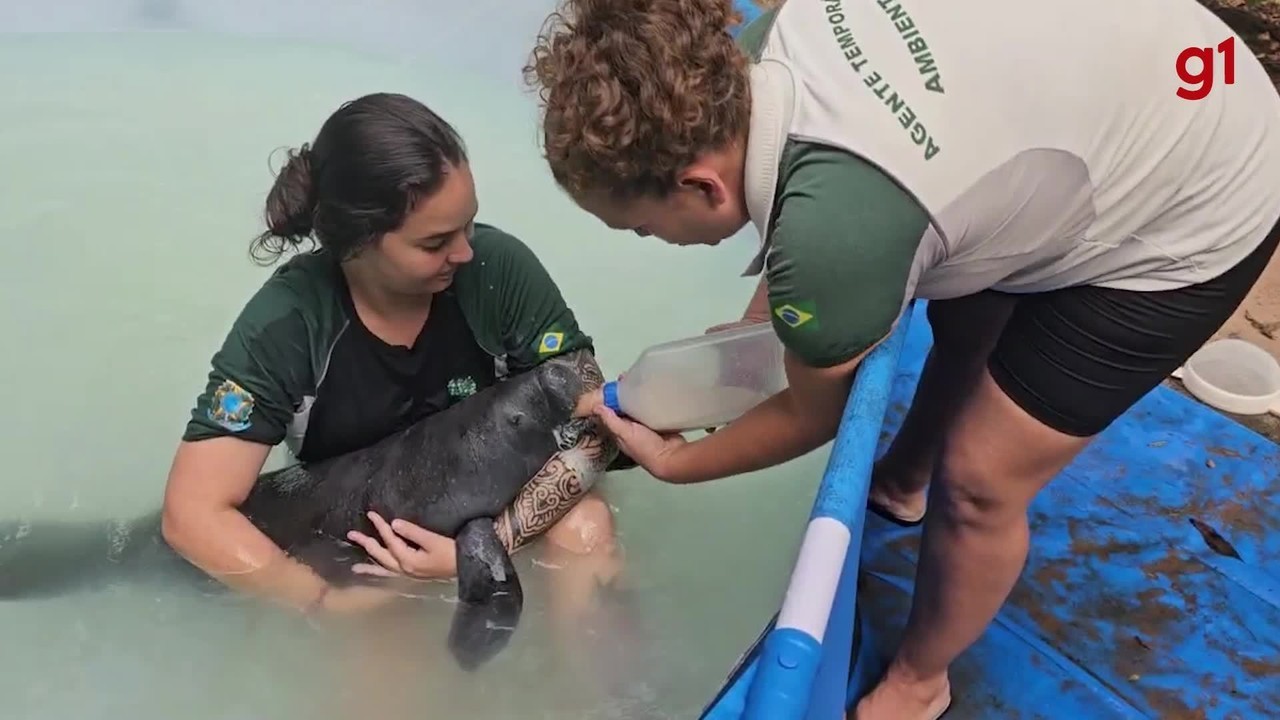 Com apoio de zoológico, agentes do ICMBio resgatam filhote de peixe-boi na comunidade Piquiatuba