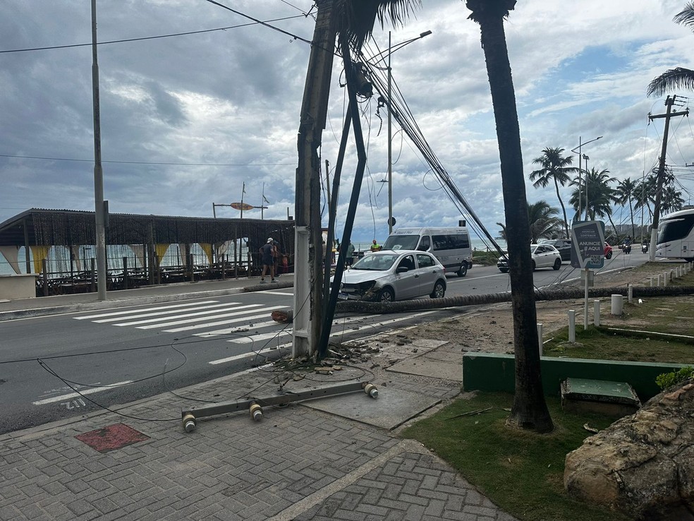 Ventania, coqueiro, Maceió, Cruz das Almas — Foto: Nick Marone/TV Gazeta