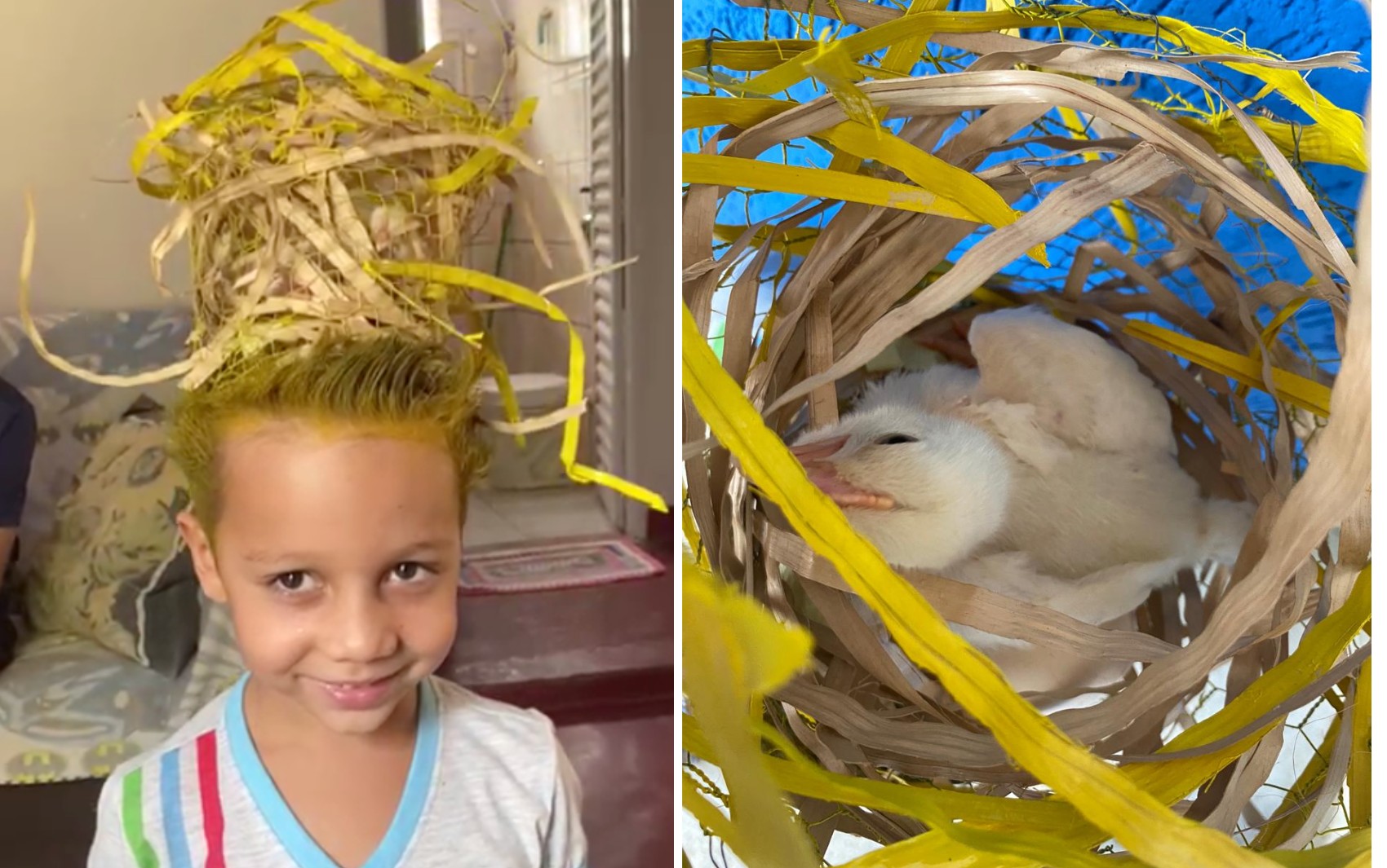 Dia do cabelo maluco: criança ganha prêmio em escola após fazer penteado com pintinho dentro de ninho; vídeo