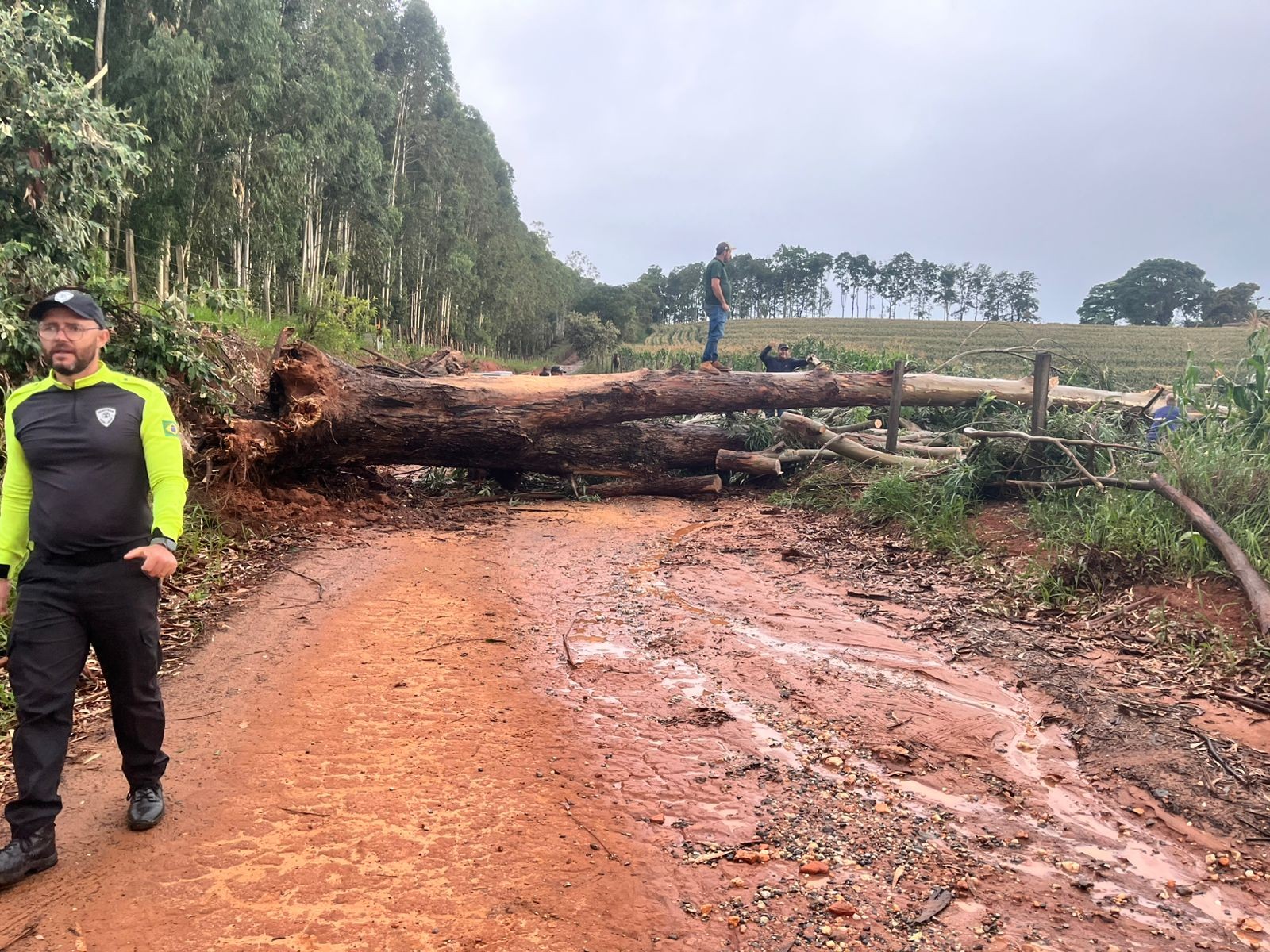 Chuva forte derruba árvores e causa transtornos em cidades do interior de SP