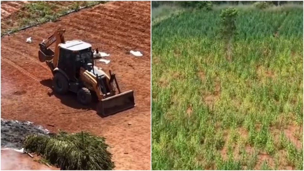Polícia Civil chegou a divulgar um vídeo de parte da plantação de maconha sendo derrubada por um trator e incinerada. — Foto: Polícia Civil/ Divulgação